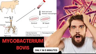 mycobacterium microbiology lecture mycobacterium bovis Easy Microbiology [upl. by Ayat]