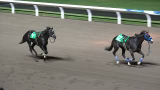 どうした川崎競馬？ ２度のカンパイレースの後 第10Rで4頭が落馬 現地映像 [upl. by Landing85]