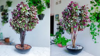 How to Grow Inch Plant Like a Tree Style for Indoor Table top Decoration Plants DecorGREEN PLANTS [upl. by Malin]