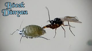 Yaprak biti parazitoidi  Aphid parasitoid wasp Subfamily Aphidiinae [upl. by Elda604]