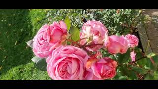 Rosengräfin Marie Henriette rose 19102024 BeBoho2bd [upl. by Lodie]