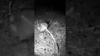 Yellow Footed Antechinus australia wildlifeofaustralia wildlife antechinus trailcam notamouse [upl. by Analaf]