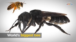 Worlds biggest bee [upl. by Ihpen4]