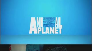 Animal Planet  Promociones 2015 [upl. by Retha964]