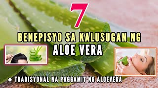 Mga Benepisyo ng Aloe Vera at Ang Tamang Paraan ng Paggamit Nito [upl. by Ronym]