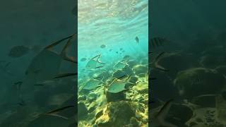 Snorkeling 🤿 at📍Escambron Beach in San Juan Puerto Rico 🇵🇷 [upl. by Ahseikan]