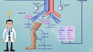 TEMA 2 FARMACOCINÉTICA VCI  SISTEMA PORTA  EFECTO DE PRIMER PASO HEPÁTICO Farmacología [upl. by Htyderem]