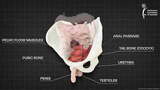 Male pelvic floor muscle  3D animation [upl. by Caundra533]