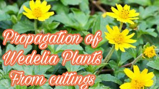 How to grow wedelia plants from cuttings [upl. by Tibbs]