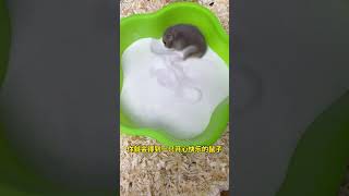 Hamsters take a bath in sand Cute pets Hamster bath sand Beginners raising hamsters [upl. by Eneri]