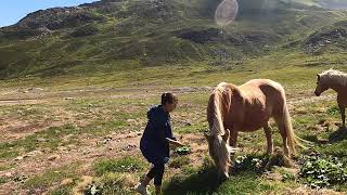 Horses on Alps in Montespluga in Italy 4K [upl. by Atsugua657]