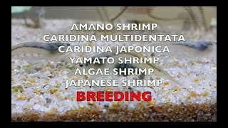 Breeding amano shrimp [upl. by Drarehs]