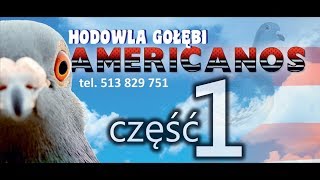 Hodowla Gołębi Pocztowych Americanos  części I Selekcja [upl. by Ahsym]