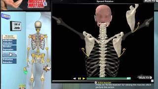 How Scapular Movement Works 3D Anatomy amp Diagrams [upl. by Norym]