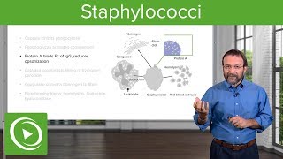 Staphylococci – Microbiology  Lecturio [upl. by Poppy]