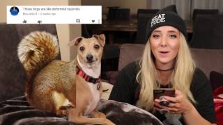 Reading Mean Comments About My Dogs [upl. by Xaviera]