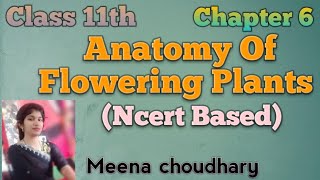 Monocot and Dicot stemPart5chap6Ncert Class 11th biology youtubevideos trendingviralvideo [upl. by Hewe]