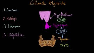 Glande thyroide  Docteur Synapse [upl. by Lauretta120]