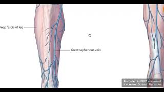 Great saphenous vein tributaries 1 [upl. by Maribel884]