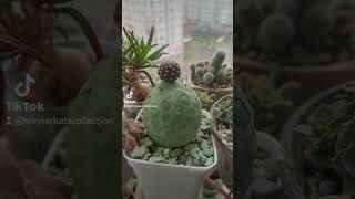 tephrocactus geometricus cactus plants flowers succulent succulents [upl. by Eelyrehc561]