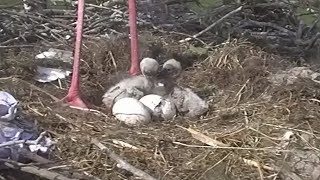 Schlüpfen des dritten Kükens20230501Storchennest Lindheim [upl. by Hudis]