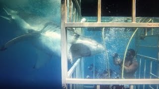 Great White Shark off Guadalupe Island with Solmar V [upl. by Ecirtnahc]