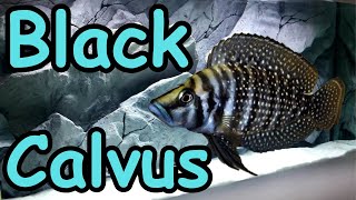 Black Calvus  Altolamprologus calvus [upl. by Ovid453]