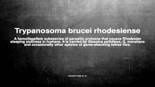 Medical vocabulary What does Trypanosoma brucei rhodesiense mean [upl. by Vance]