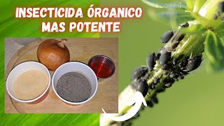 ELIMINA las PLAGAS de tus PLANTAS  INSECTICIDA Organico MAS POTENTE [upl. by Attem477]