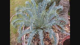 Cycads  Encephalartos in South Africa [upl. by Raskind560]