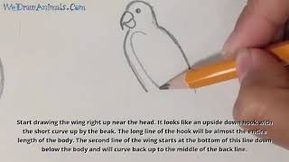 How to Draw a Parrot In 6 EASY Steps  GREAT for Kids amp Beginners [upl. by Annawoj]