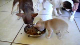 cute 8 week old chihuahua puppies eating [upl. by Arraek]