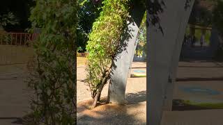 4K Caminando En Parque South Bank Brisbane Australia [upl. by Finley]