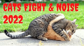 Cats Fight Compilation Video 2022  Cats fighting  Cat sound  Cat Fight Noises  Cat voice cat [upl. by Meggie435]