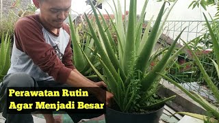 TIPS RUTIN MERAWAT LIDAH BUAYA AGAR TUMBUH BESAR  Menanam Lidah buaya lidahbuaya aloevera [upl. by Linehan]