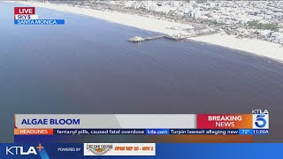 Large algae bloom spotted off Santa Monica Pier [upl. by Alliuqet807]