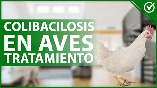 🦜 COLIBACILOSIS AVIAR Causas síntomas diagnóstico y tratamiento 😷🦜 [upl. by Ytissac]