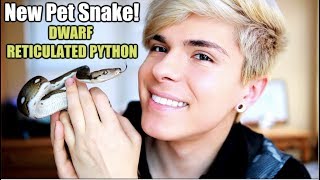 I Got a Dwarf Reticulated Python NEW PET SNAKE 🐍 [upl. by Ahsielat976]