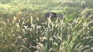 Razorback Catahoulas 250lb Boar 3 April 2013 [upl. by Croix]