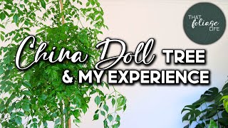 China Doll Plant Care Tips Radermachera Sinica [upl. by Zeidman479]