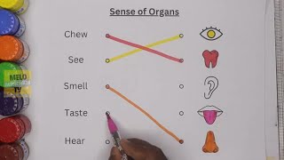 Understanding the Sense of Organs for Kids Fun Learning Activity [upl. by Okiman]