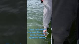 fishing pickerel hobby catchandrelease [upl. by Pollack598]