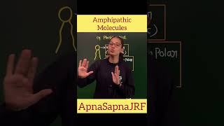 What is Amphipathic Molecule [upl. by Fiertz]