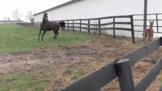 Reedannland  Teaching a foal to follow [upl. by Trudnak]