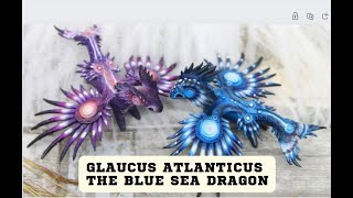 Glaucus atlanticus The Blue Sea Dragon [upl. by Etiragram523]