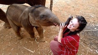 Elephants in Thailand [upl. by Sidney]