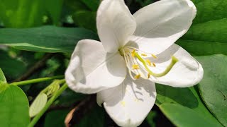 Bauhinia Acuminata Plant Grow From Seed  Kanchan Plant Growing From Seeds  Bengali With Update [upl. by Dyolf]