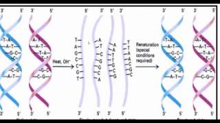 جدييد ومهم les propriétés physicochimiques de lADN [upl. by Deming]