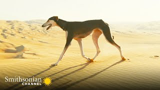 This Arabian Dog is Fast Enough to Catch a Gazelle 🤩 Amazing Dogs  Smithsonian Channel [upl. by Aidekal]