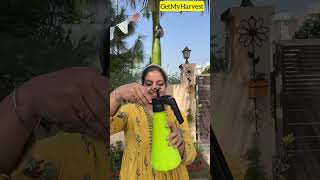 Using Aloe Vera Gel for Plants  FREE Natural Fertilizer  एलोवेरा जेल shorts [upl. by Zorina]